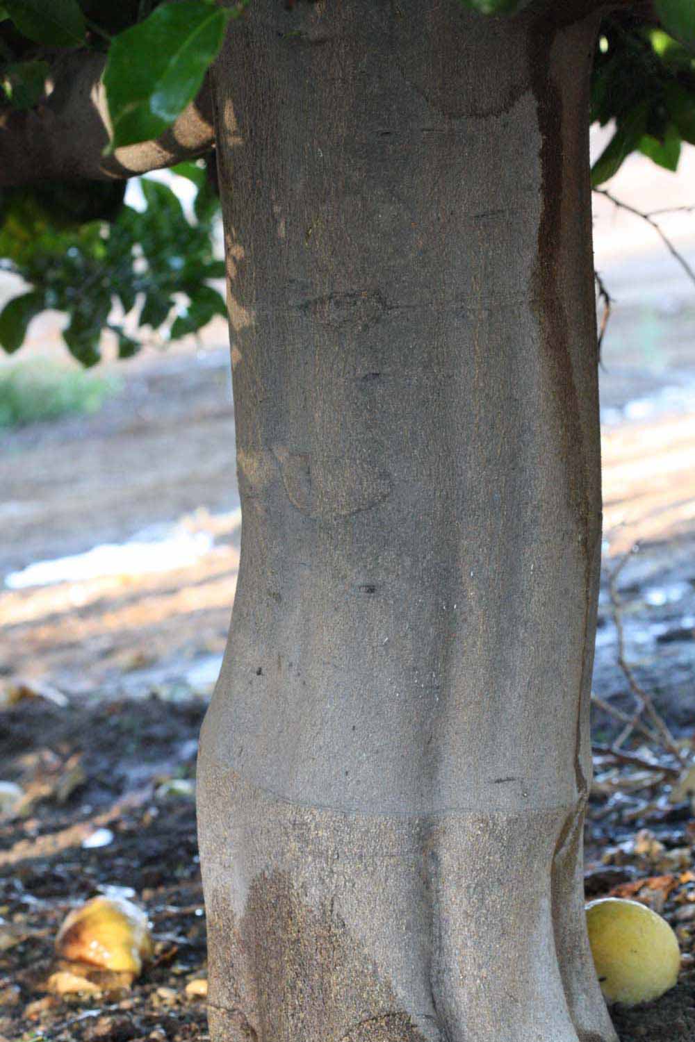            Bark (Riverside, CA)   